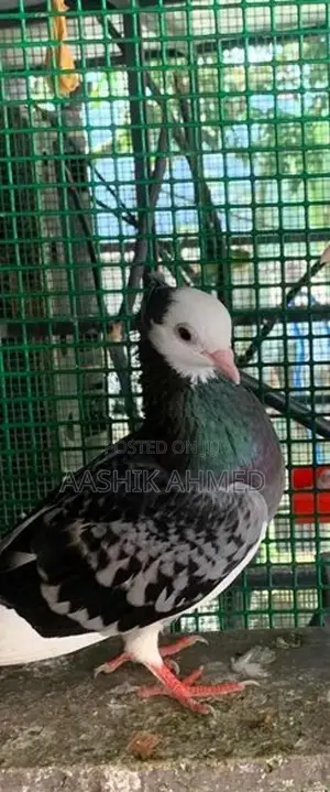 Fancy Pigeon