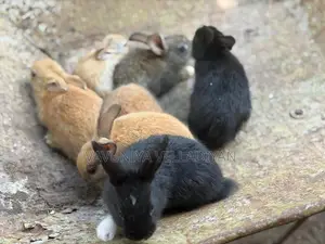 முயல் குட்டிகள்