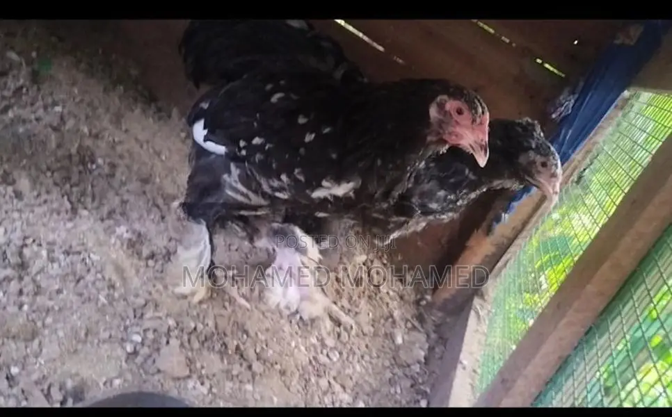 barma chick