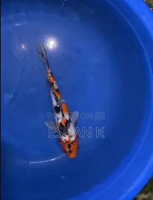 Koi Carp Fish