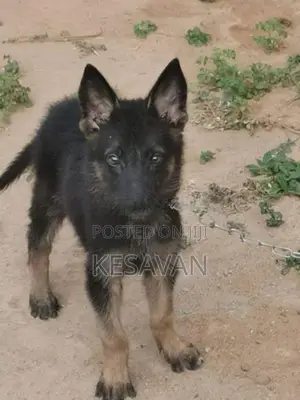 German Shepherd Dog