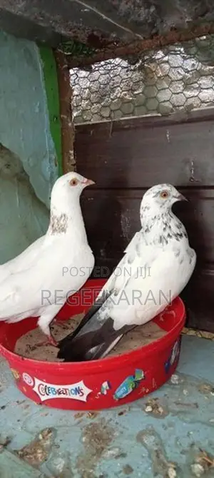 Racer Pigeon