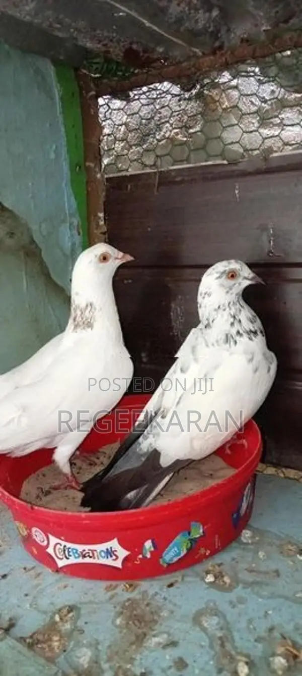 Racer Pigeon