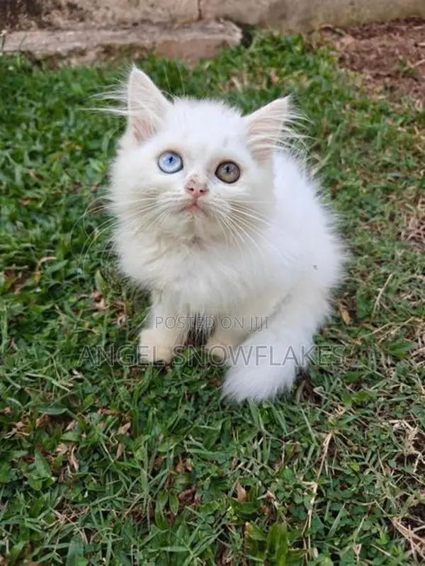 Pure White Odd Eye Persian Kittens