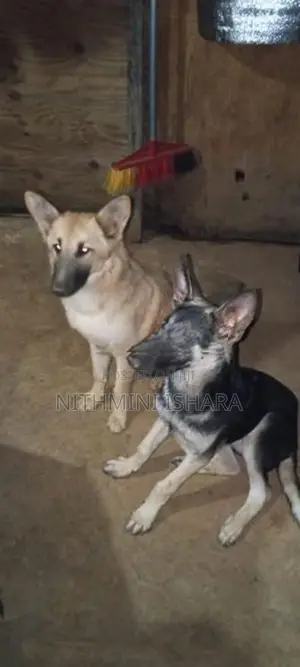 German Shepherd