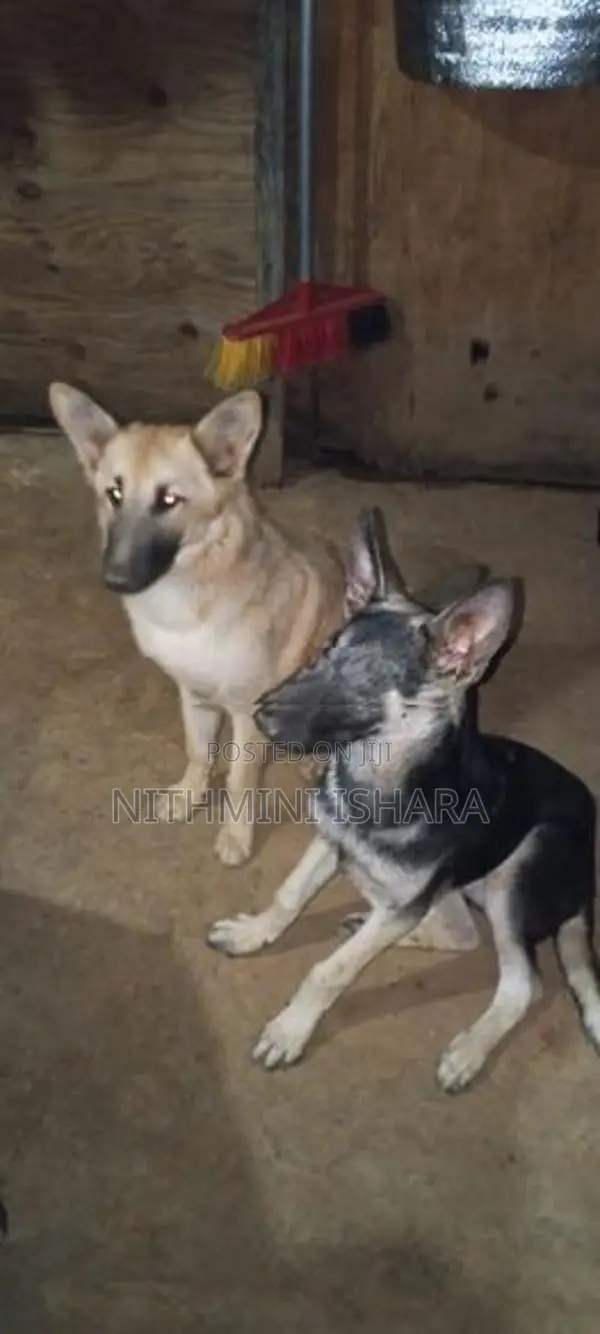 German Shepherd
