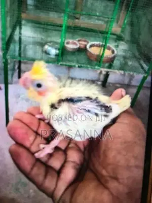 crokatail chick for hand feeding