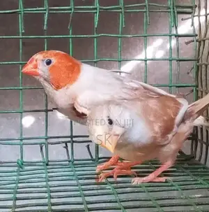 Red body finches