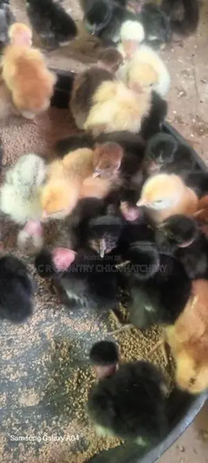 கழுத்து வெட்டி கோழி குஞ்சு