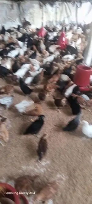 முட்டை கோழி குஞ்சு
