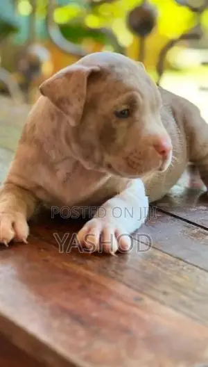 American Bully Puppies