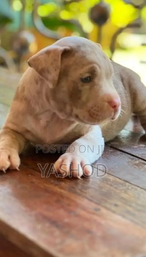 American Bully Puppies