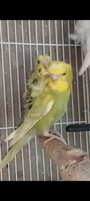 Helicopter Love Birds