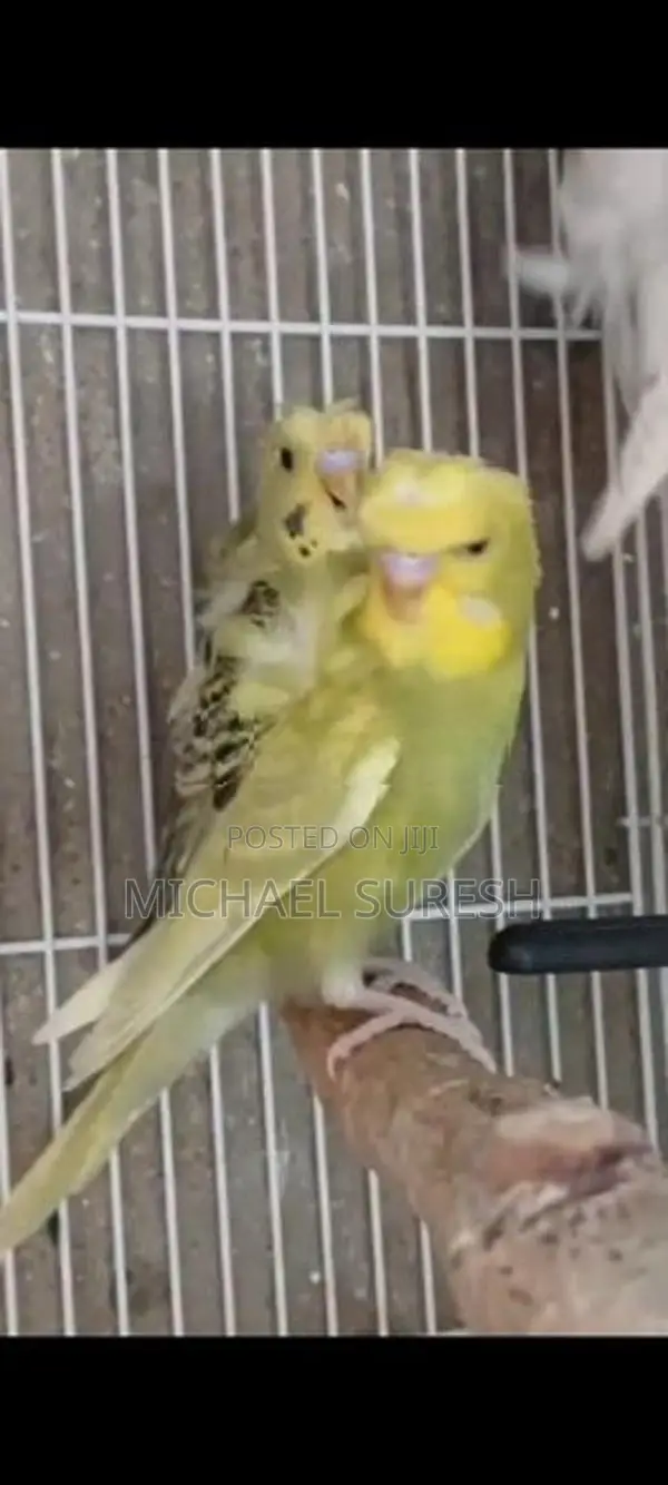 Helicopter Love Birds
