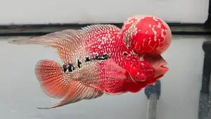 Flowerhorn Fish