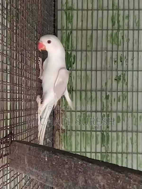 Ringneck Birds