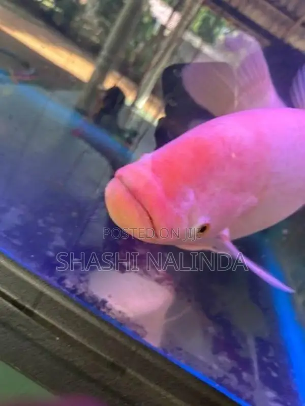 Gurami Fish
