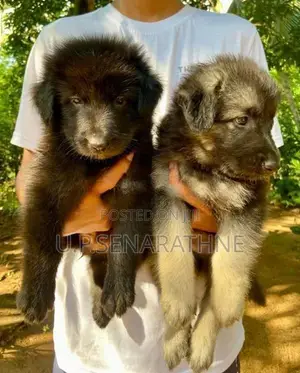 German Shepherd Puppies