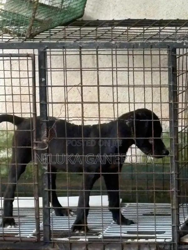 Labrador Bully Mix Puppy