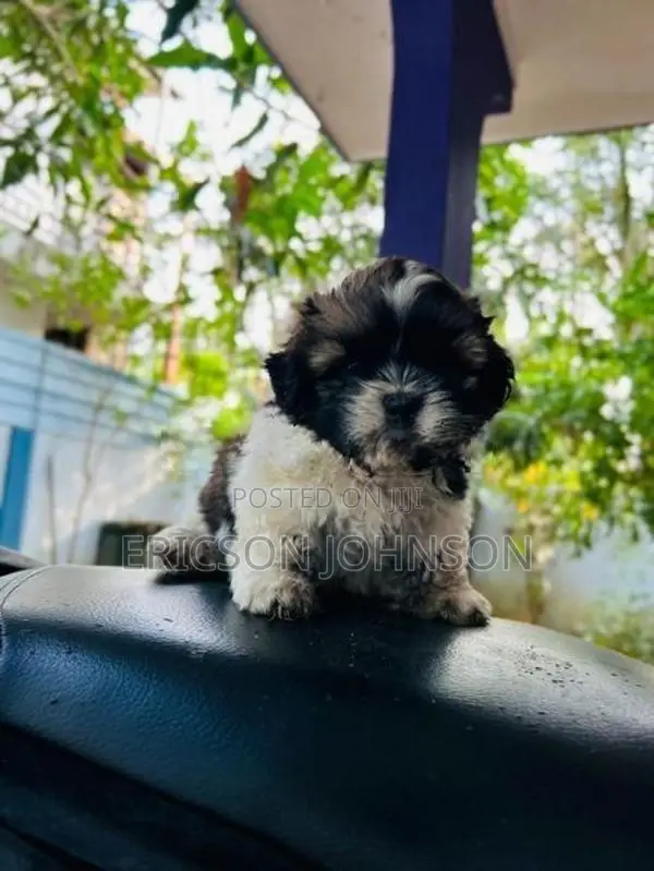 Shih Tzu Puppy