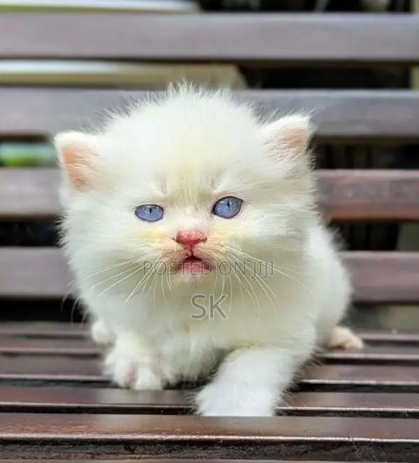 Persian Cat