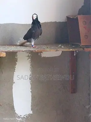 Pigeon