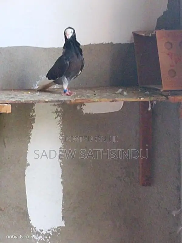 Pigeon