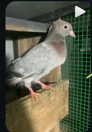 Fancy Pigeon