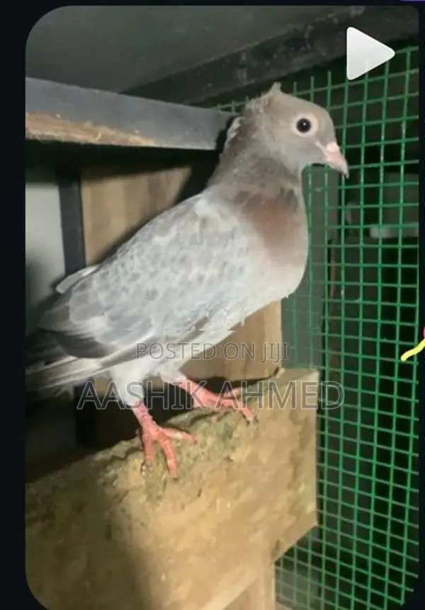 Fancy Pigeon