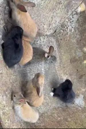 முயல் குட்டிகள்