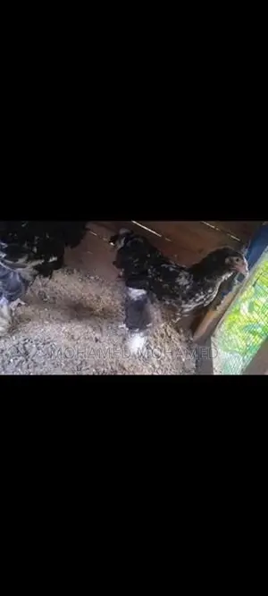 barma chick