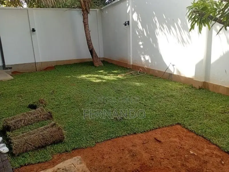 Malasiyan Carpet Grass