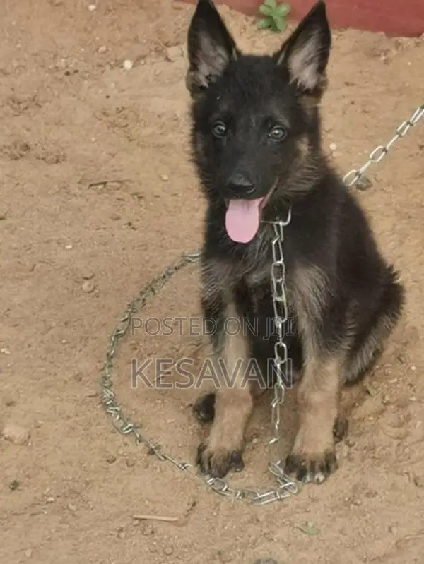 German Shepherd Dog