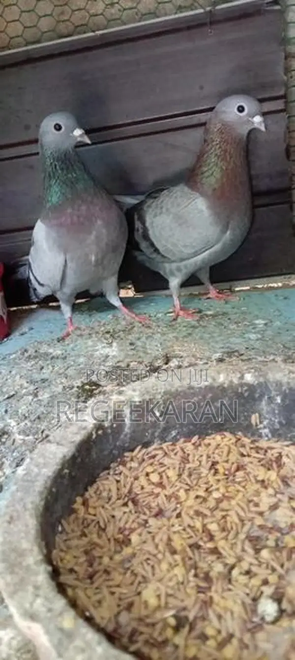 Racer Pigeon