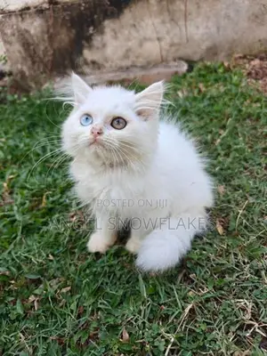 Pure White Odd Eye Persian Kittens