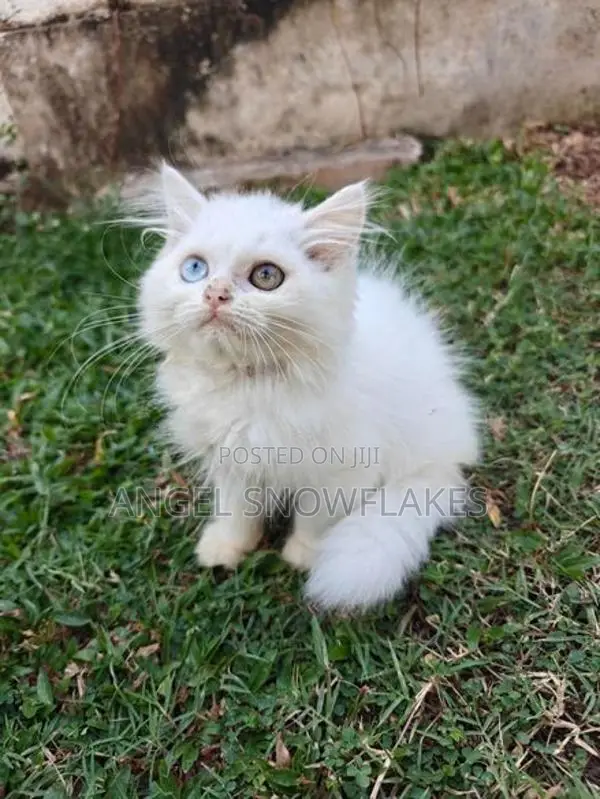 Pure White Odd Eye Persian Kittens