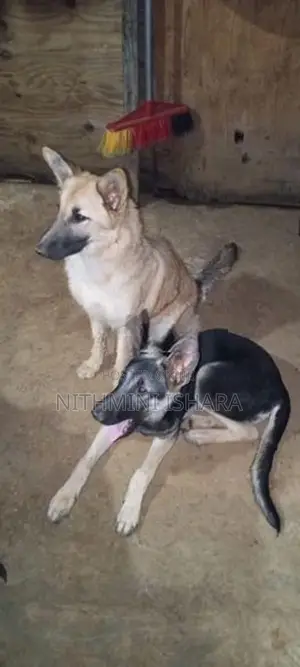 German Shepherd