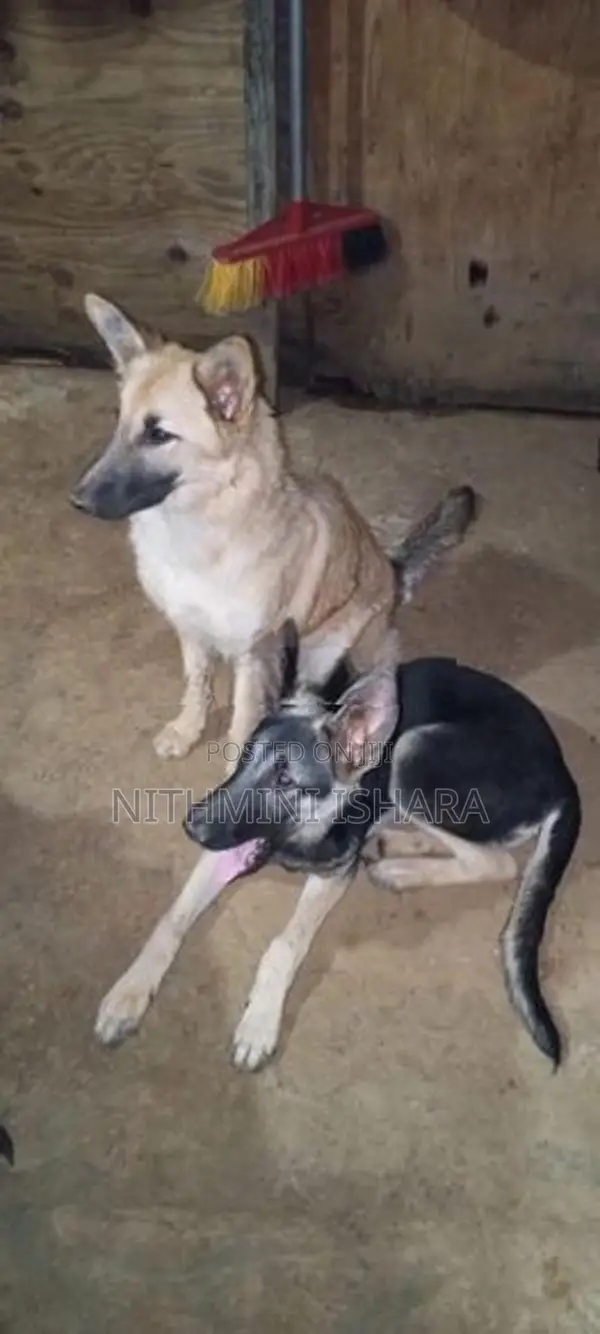 German Shepherd