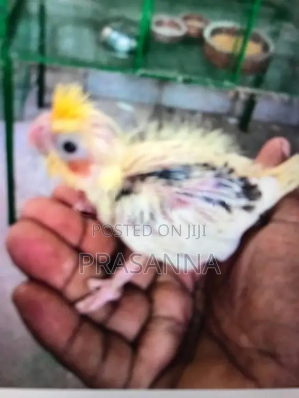 crokatail chick for hand feeding