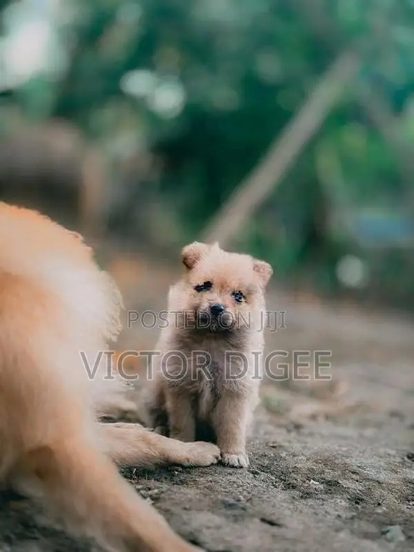 Lion Pomeranian Puppy