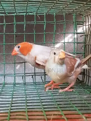 Red body finches