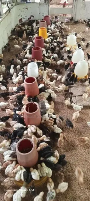 கழுத்து வெட்டி கோழி குஞ்சு