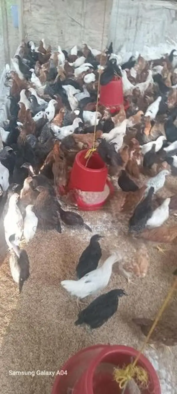 முட்டை கோழி குஞ்சு