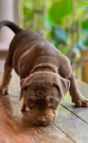 American Bully Puppies