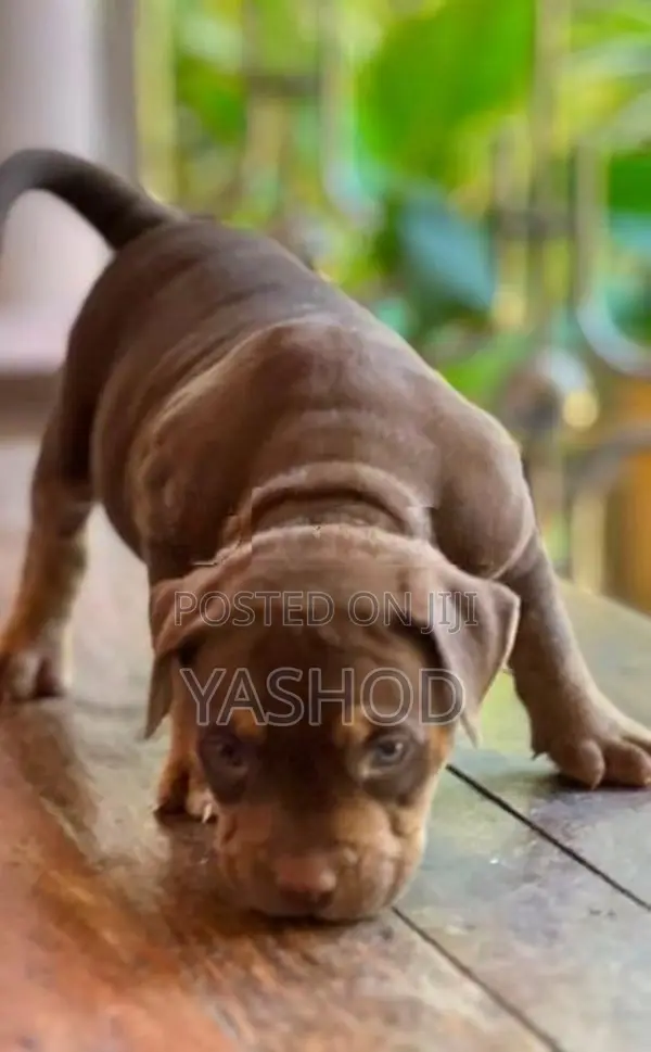 American Bully Puppies