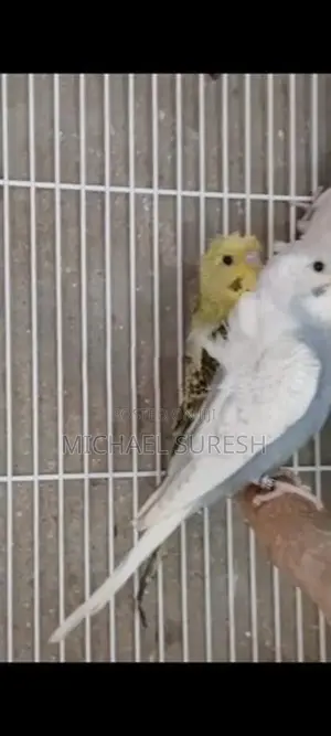 Helicopter Love Birds