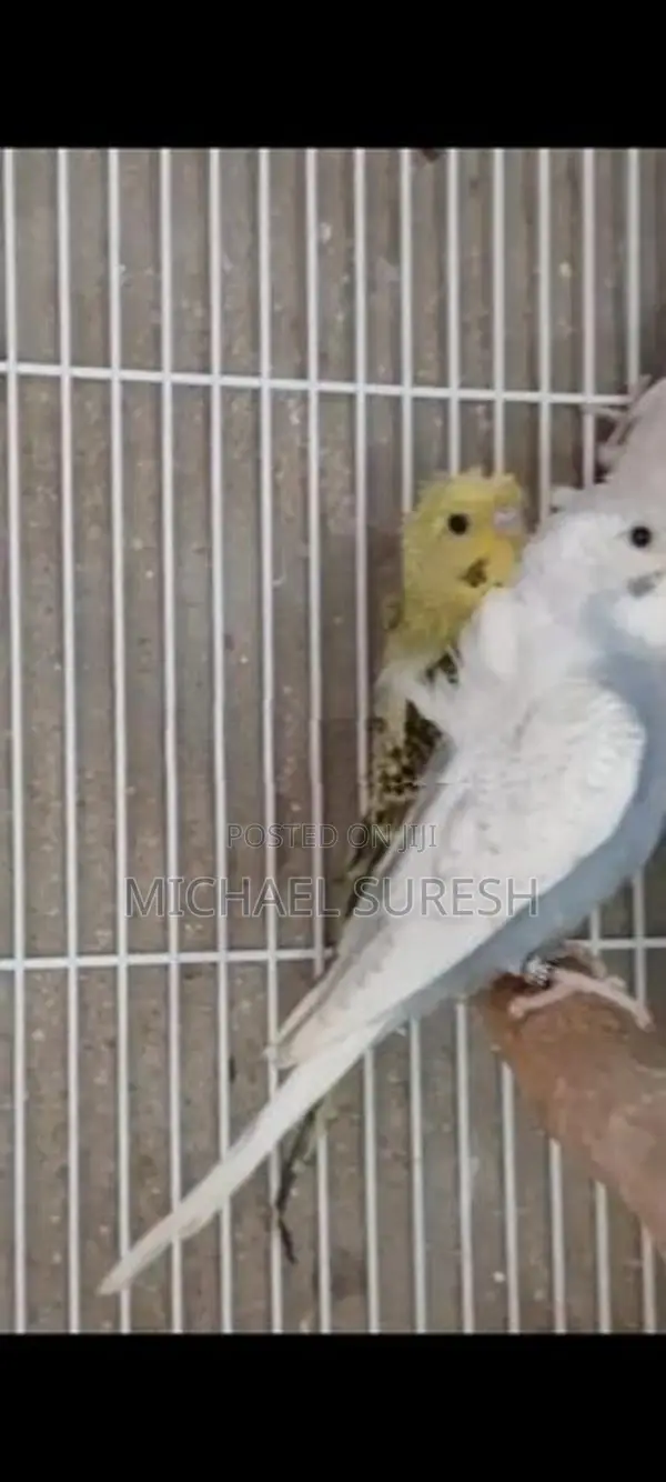 Helicopter Love Birds