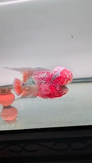 Flowerhorn Fish