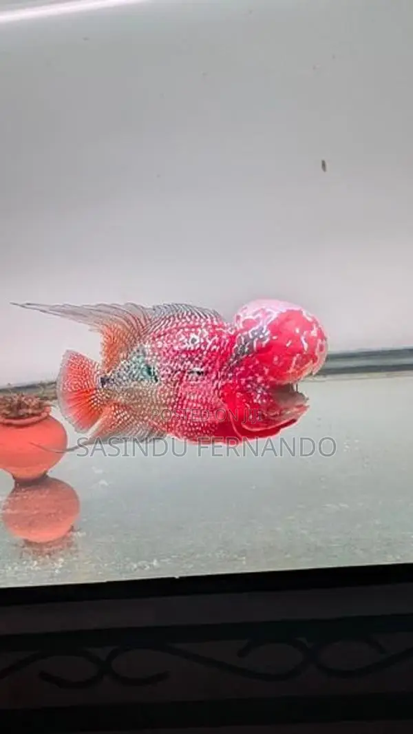 Flowerhorn Fish
