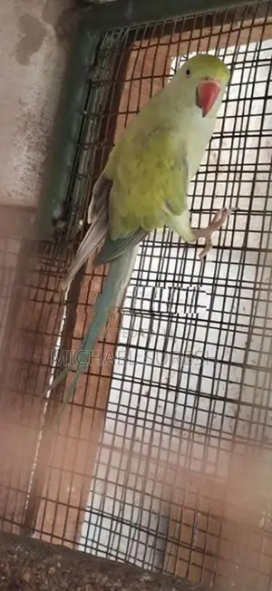 Ringneck Birds
